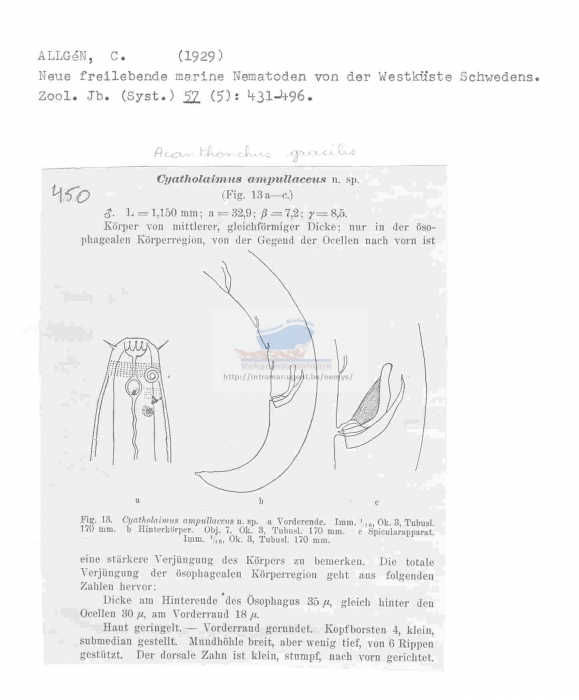 Acanthonchus (Seuratiella) gracilis