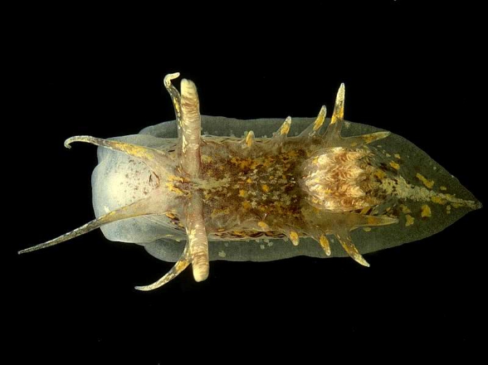 Okenia aspersa (Alder & Hancock, 1845) Okenia aspersa (Alder & Hancock, 1845)