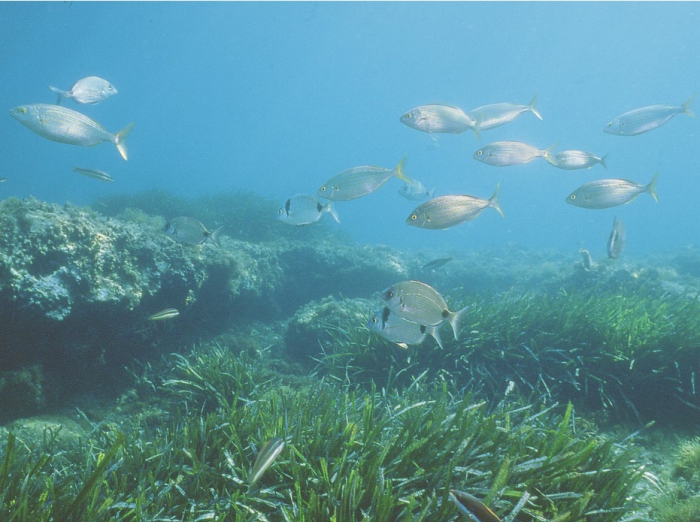 Carry reserve: sparids (Diplodus sargus, Sarpa salpa) in a Posidonia meadow mixed with rocks. Carry reserve: sparids (Diplodus sargus, Sarpa salpa) in a Posidonia meadow mixed with rocks.