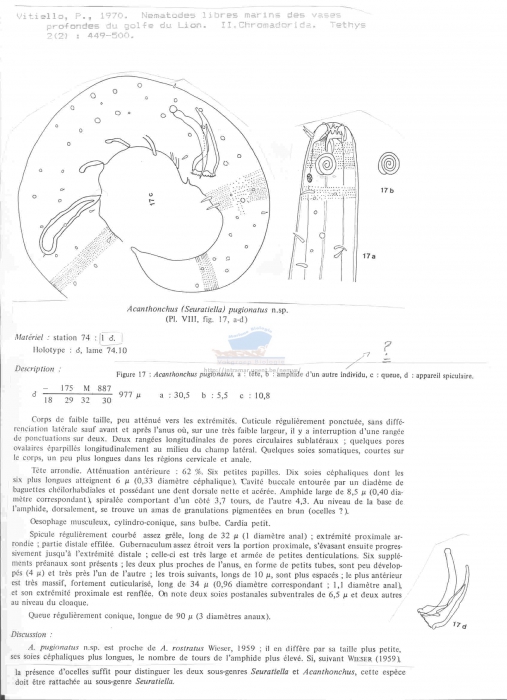 Acanthonchus (Seuratiella) pugionatus