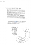 Nematode file-library of the Marine Biology Section (Ghent University, Belgium)