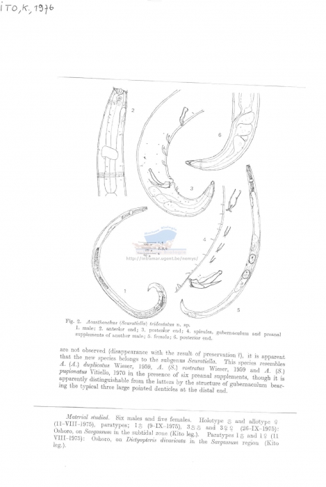 Acanthonchus (Seuratiella) tridentatus