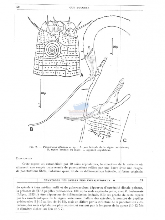 Nannolaimoides effilatus