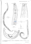 Paracanthonchus heterodontus