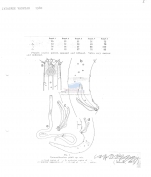 Paracanthonchus platti