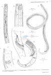 Nematode file-library of the Marine Biology Section (Ghent University, Belgium)