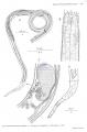 Nematoda (roundworms)