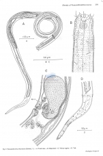 Paracanthonchus thaumasius