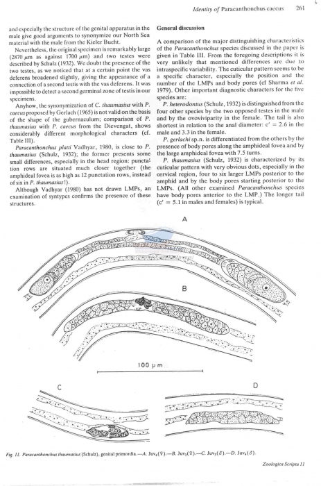 Paracanthonchus thaumasius