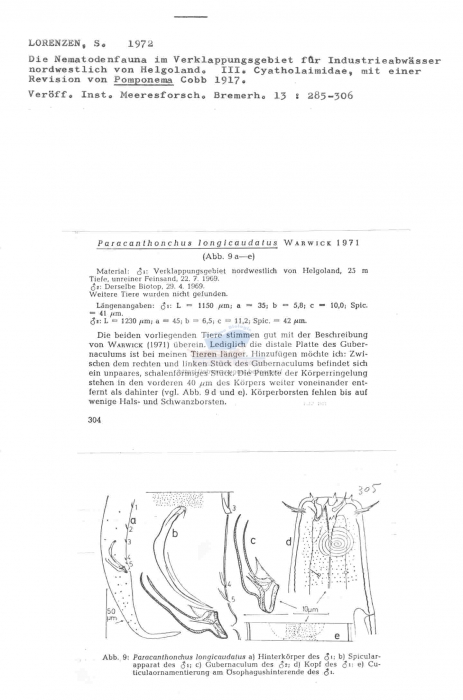 Paracanthonchus longicaudatus