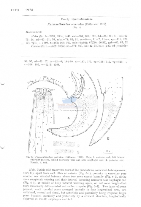 Paracanthonchus macrodon