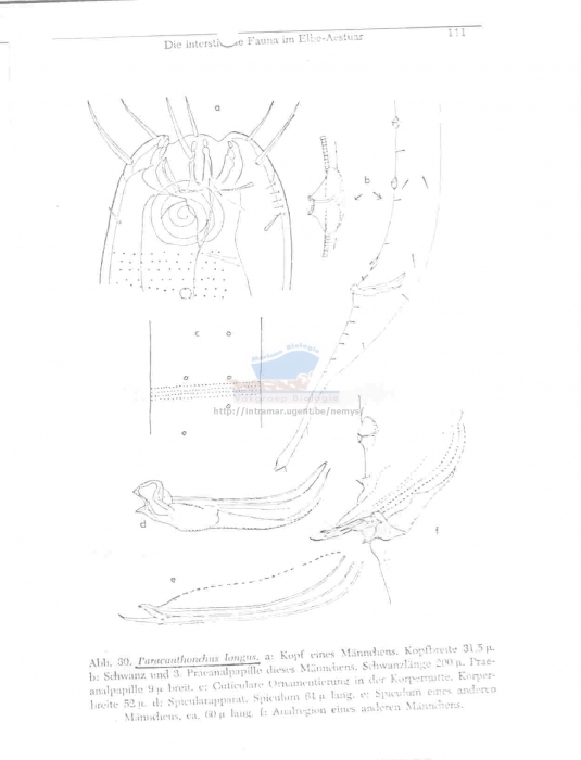 Paracanthonchus longus