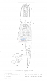 Paracanthonchus spectabilis