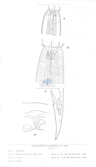 Paracanthonchus spectabilis