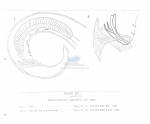 Paracanthonchus spectabilis