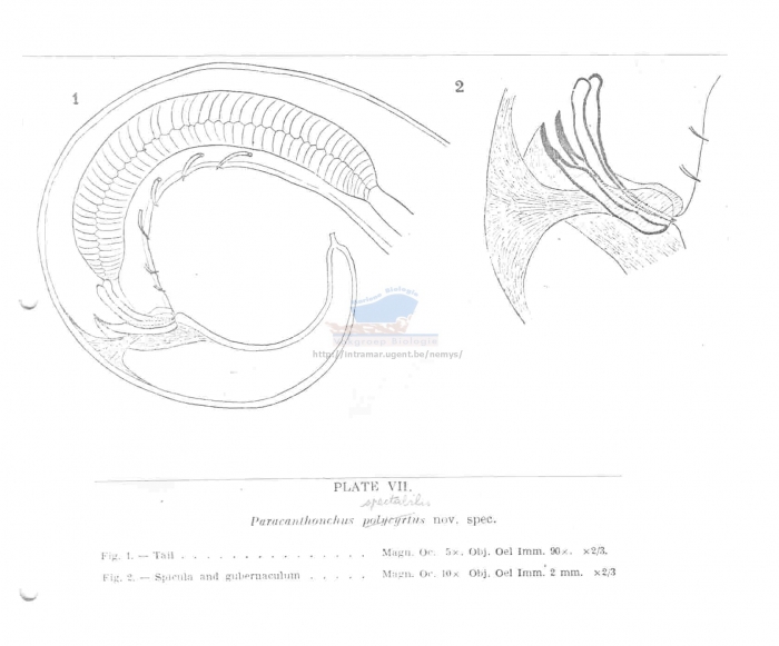 Paracanthonchus spectabilis