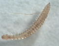 Polychaeta (bristle worms)