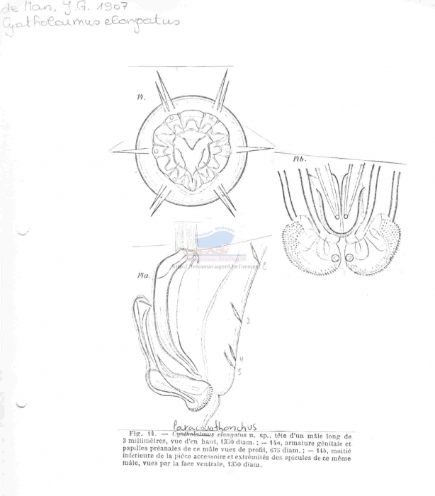 Paracanthonchus elongatus