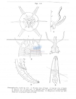 Paracanthonchus inglisi