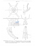 Paracanthonchus inglisi