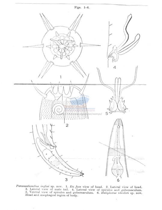 Paracanthonchus inglisi