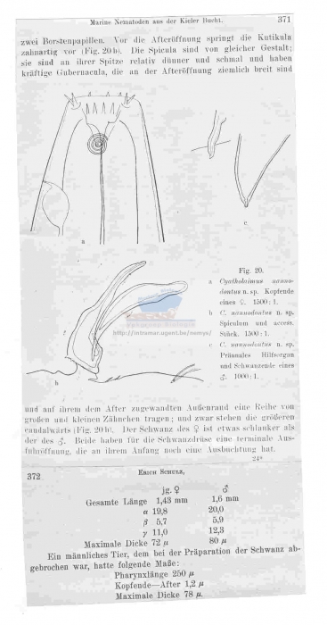 Paracanthonchus nannodontus