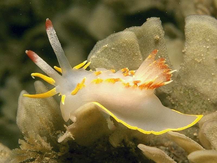 Okenia elegans (Leuckart, 1828)