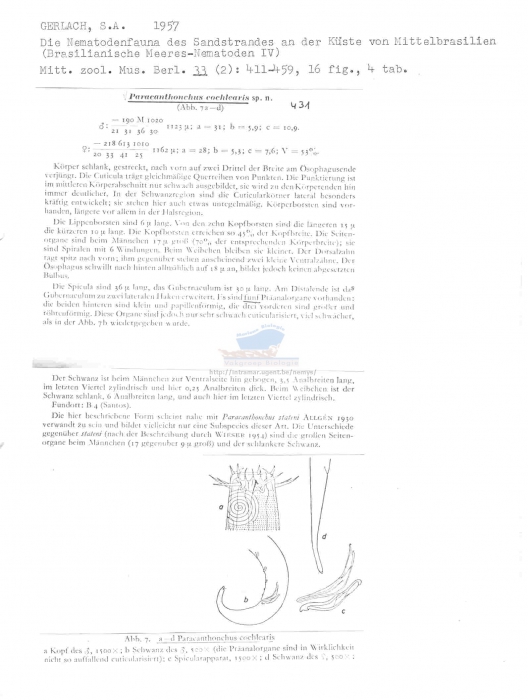 Paracanthonchus cochlearis