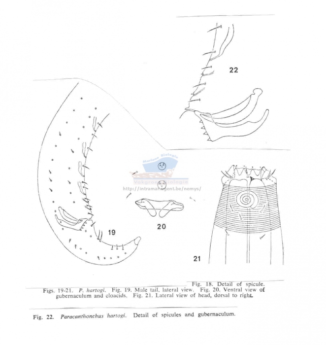 Paracanthonchus hartogi