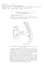 Paracanthonchus hawaiiensis