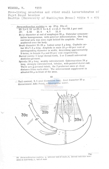 Paracanthonchus mutatus