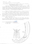 Paracanthonchus sonadiae