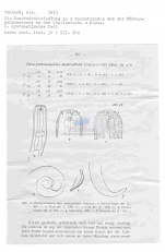 Paracyatholaimoides multispiralis