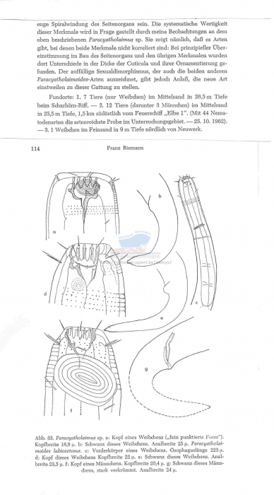 Paracyatholaimoides labiosetosus