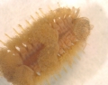 Polychaeta (bristle worms)