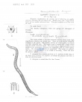 Nematode file-library of the Marine Biology Section (Ghent University, Belgium)
