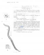 Paracyatholaimus chungsani