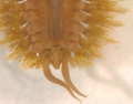 Polychaeta (bristle worms)