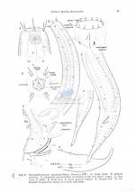 Paracyatholaimus paucipapillatus