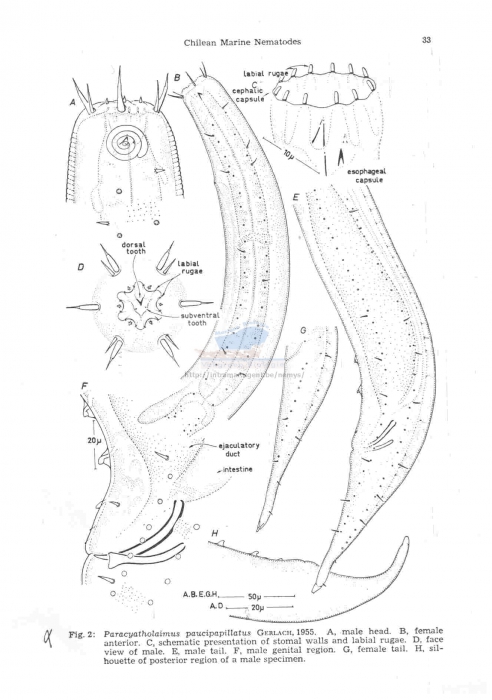 Paracyatholaimus paucipapillatus