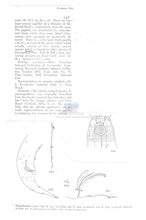 Paracyatholaimus pesavis