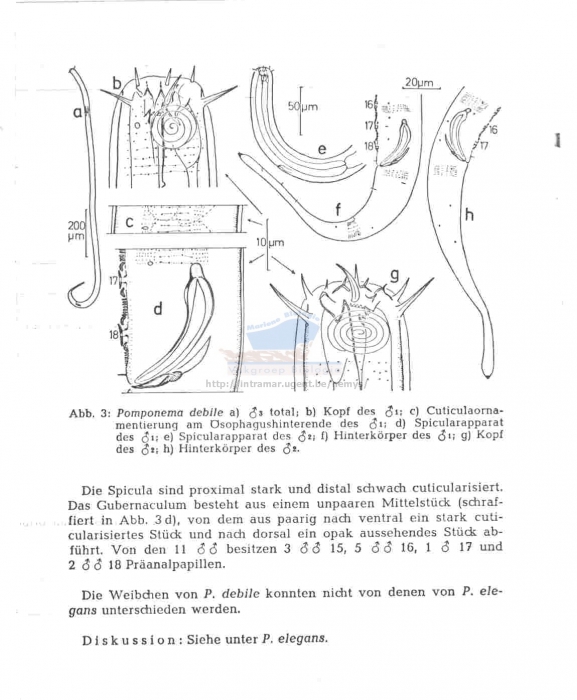 Pomponema debile