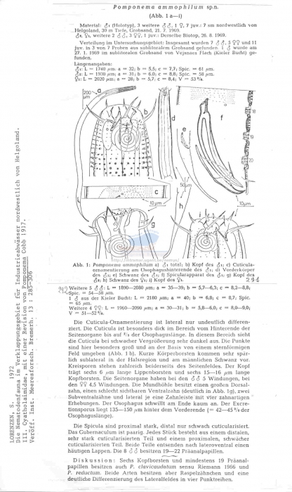 Pomponema ammophilum