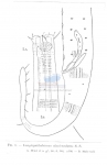 Pomponema clavicaudatum