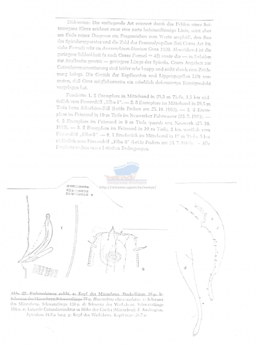 Pomponema clavicaudatum