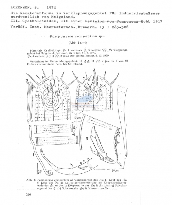 Pomponema compactum