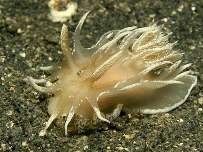 Okenia leachii (Alder & Hancock, 1854)