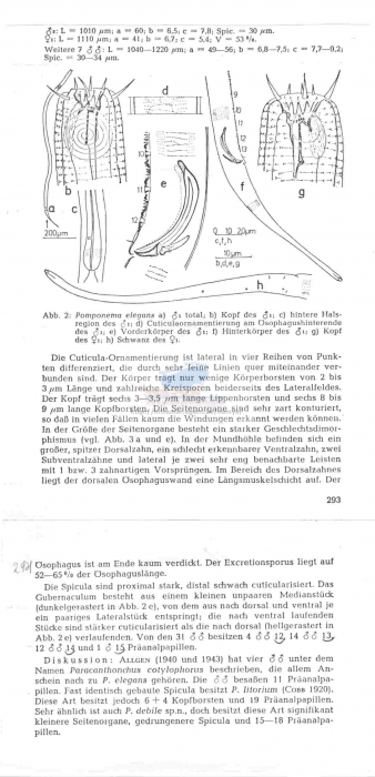 Pomponema elegans