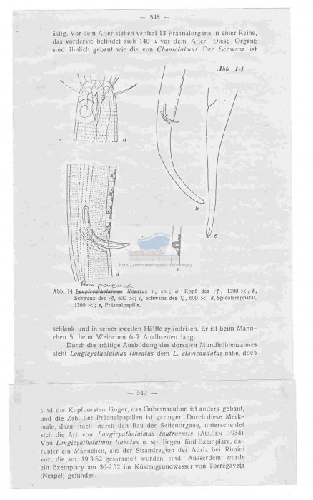 Pomponema lineatum