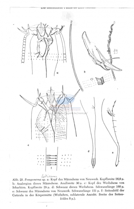 Pomponema loticum